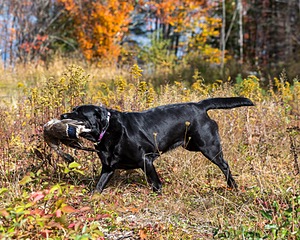 Glenforest's Pique Dame JH (Chloe)