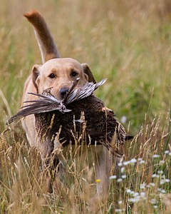 RUFF Millheim