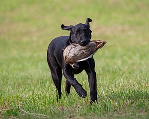 Sneak Carpenter