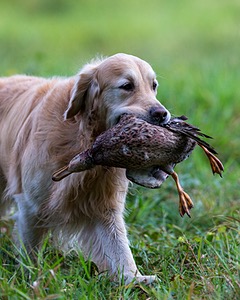 Ghillie Deresienska