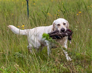 Henry
