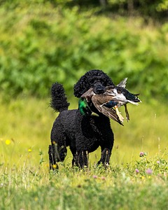 Briscoe Cassidy