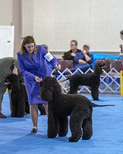 21 - GCHB CH Flintcrest Full Monty (Jonny)