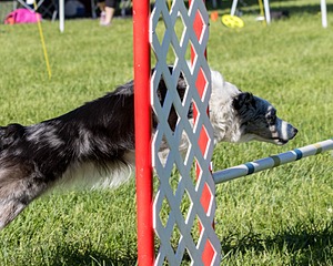20170520-NEAT-0216.jpg
