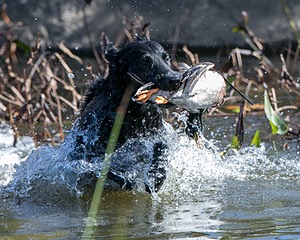 Splash