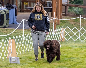 1741 - GCH CH BREKKON'S FIRST MARK CGC