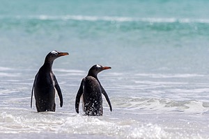Gentoo Penguins, Sea Lion Island, The Falklands