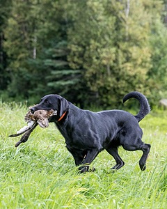 Yogi Mercier