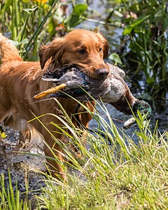 Camo Smollin