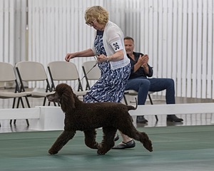 36 - GCH ARROYO'S BEGIN THE BEGUINE AX OAJ NF (Porter)