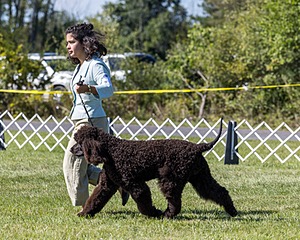 09 - GCH CH POOLE'S IDE DARK KNIGHT RN CGC TKN ATT (Oscar)