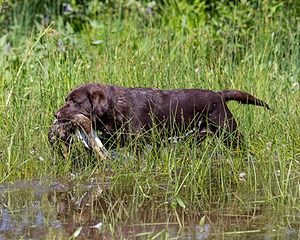Molly Brownell