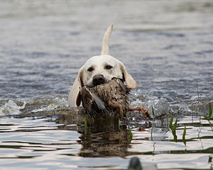 Baby's Kansas Brush Buster