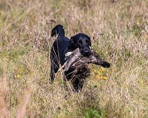 Cooper