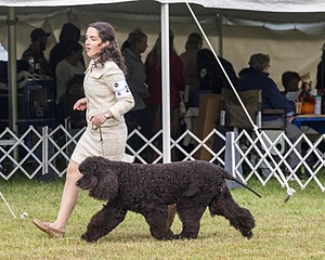 20 - GCHS CH POOLE'S IDE SAY NO MORE OHS CD RE JH DS (Simone)