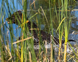 Ghillie Kezer