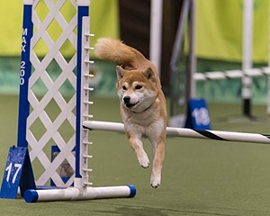 Sunshine Giles
