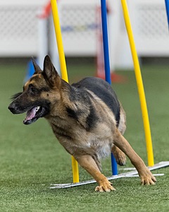 Buzzy Savoie