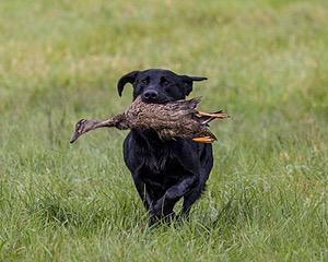 Scout Wood