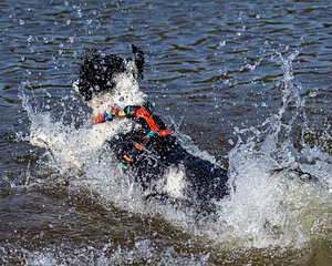 FiJi Gale