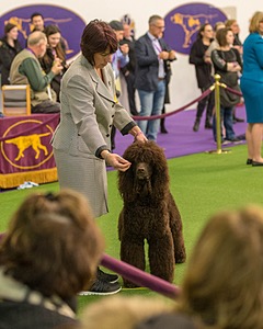 10 - GCH CH Chantico's Shelter From The Storm RN OF AX OAJ CD (Reef)