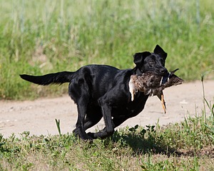 Teagan