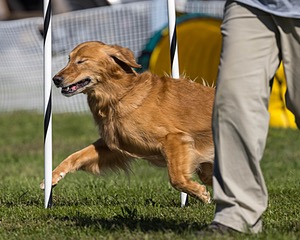 Tazer Kaplan