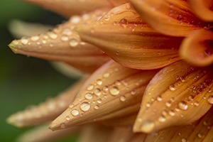 Dahlia