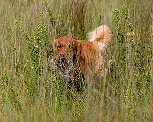 Camo Smollin