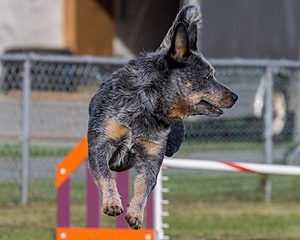 Bree Spetla
