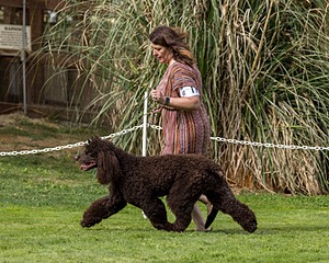 11 - GCH CH BREKKON'S FIRST MARK BN RN CGC TKN