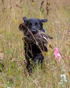Cooper Westcot