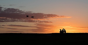 Magellanic Penguins, Bleaker Island, The Falklands