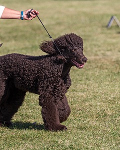 17 - GCH CHANTICO'S SHELTER FROM THE STORM RN XF MX CD RA AXJ (Reef)