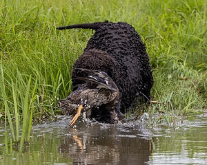 Ghillie Kezer