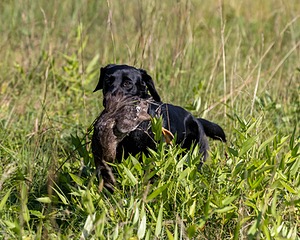 Delta Logan