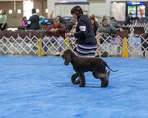 30 - GCH CH Chantico's Spirit In The Surf JH CD RA OA OAJ  NF (Selchie)