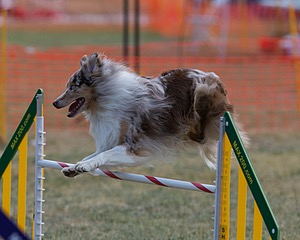 20150614-CCKC-0022.jpg