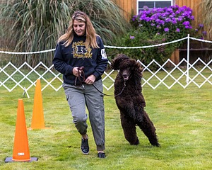 1741 - GCH CH BREKKON'S FIRST MARK CGC
