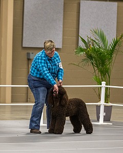 204 - CH Brekkon’s Brown Eyed Girl At Flintcrest DJ CGC TKN FTI