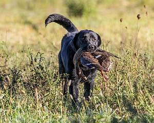 Ranger schuko