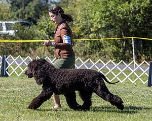 25 - GCH CH POOLE'S IDE RIPTIDE OHS RI DS CGC (Rip)