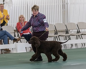 62 - GCH ALL GREEN WI' ENVY V ALPHA NORDIC CD RE DS RATN (Jade)
