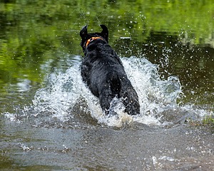 Levi Wolf