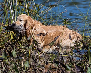Ghillie Deresienska
