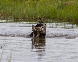 Ghillie Kezer