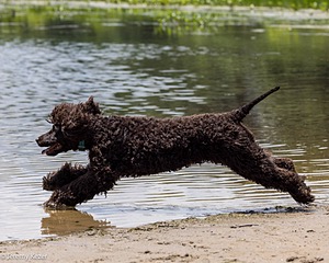 Ghillie