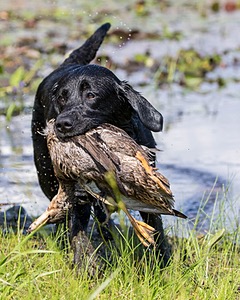 Nancy Freita's Dog