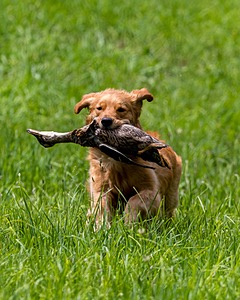 20170603-SHRL-0057.jpg