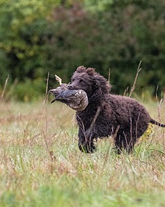 Ghillie Kezer